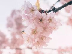 -武汉大学-樱园