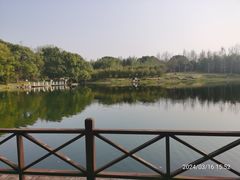 -上海共青森林公园