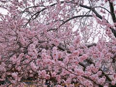 -桃花堤公园