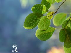 -香山公园