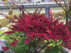 -嘉定紫藤园