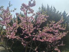 -元大都城垣遗址公园