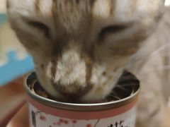 -猫小院猫主题咖啡厅(北锣店)