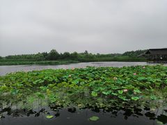 -溱湖国家湿地公园