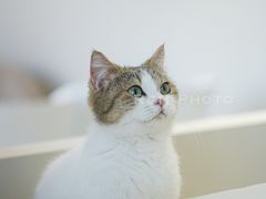 -怪兽屋·羊驼·猫咖·狗咖(俊华广场店)