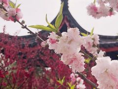 -南汇桃花村