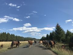 -塞罕坝国家级自然保护区