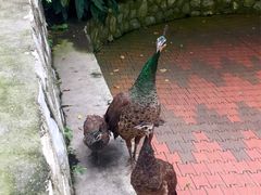 -吉隆坡雀鸟公园