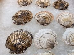 -蚝老板海鲜烧烤大排档(码头店)