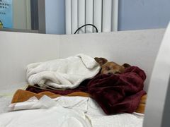 -纳吉亚猫专科动物诊疗中心(蒋宅口分院)