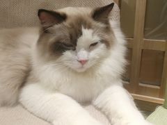 -猫和宫(六道口店)