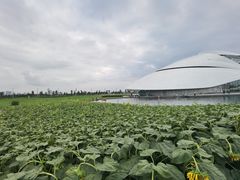 -哈尔滨大剧院