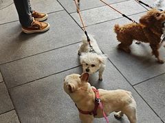 -瑞虹新天地月亮湾