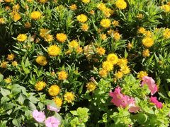 -荔湾湖公园
