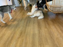 -Husky Go! 哈士奇体验馆·宠物咖啡厅狗咖
