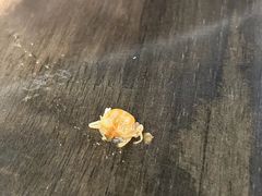 -老五烧烤(盘金华府总店)
