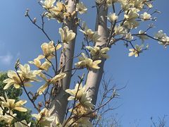 -洋湖国家湿地公园