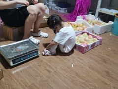 -南汇新场正宗水蜜桃采摘