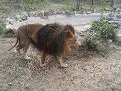 -石家庄市动物园