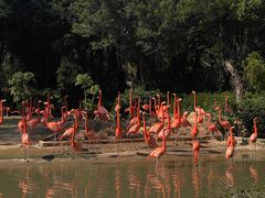 -广州长隆飞鸟乐园