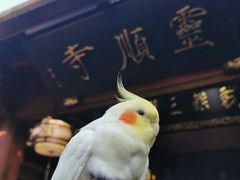 -灵顺寺