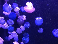 -成都浩海立方海洋公园