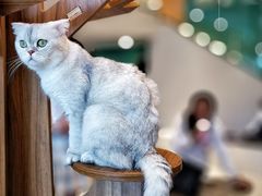 -飞行喵MR PILOT|猫舍·猫咖(静安大融城店)