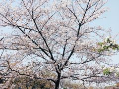-嘉定紫藤园
