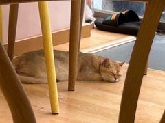 -猫咪派对(江南西店)