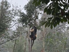 -中国大熊猫保护研究中心雅安碧峰峡基地