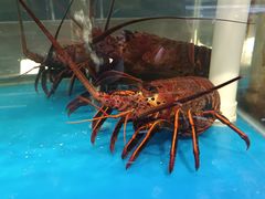 -神洲四海大酒楼(王府井澳门中心店)