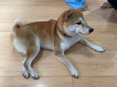 -是阿柴呀！柴犬咖啡·爱喵喵猫咖