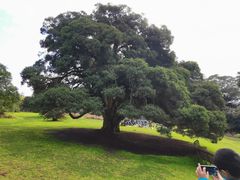 -墨尔本皇家植物园