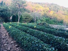 -石老人观光园