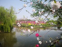 -南汇桃花村