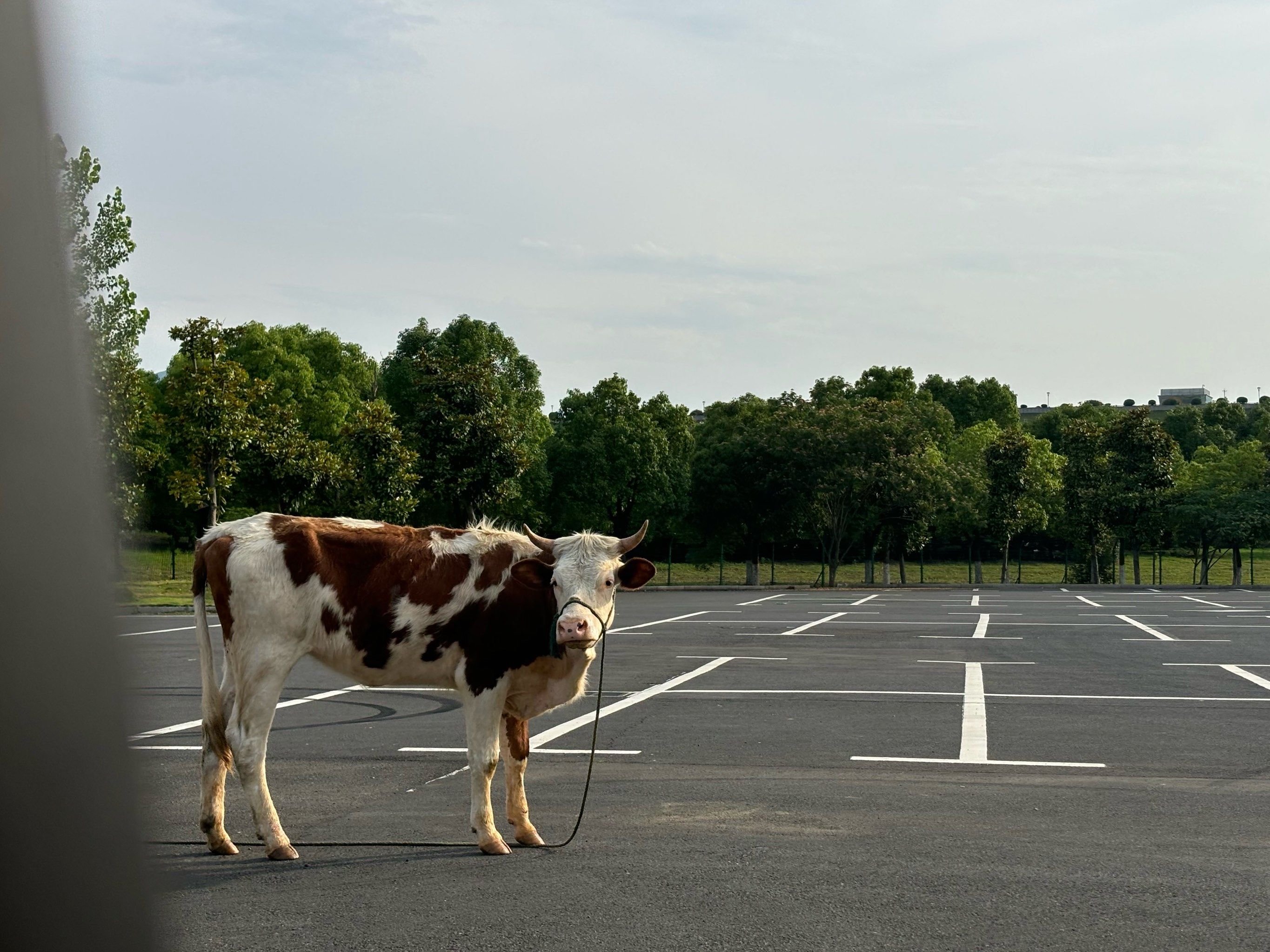 停车场惊现大黄牛[点赞]
