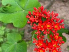 -广州神农草堂中医药博物馆