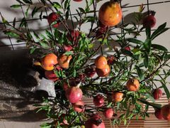 -晓寿司·精致料理(绿地店)