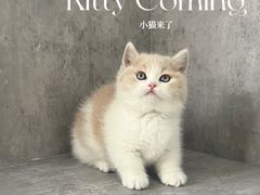 -小猫来了·猫舍(红山六九七九店)