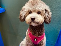 -圣宠动物医院·犬猫专科·影像中心·外科中心