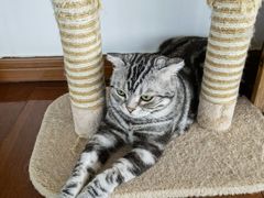 -Catmate·猫肥家润(金润铂宫店)