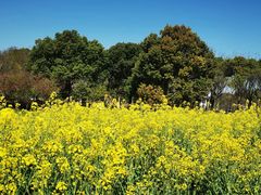 -苏州上方山国家森林公园