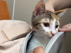 -瑞鹏宠物医院·普外科·影像科·皮肤科(城市山谷分院)