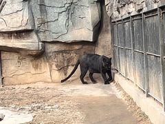 -石家庄市动物园