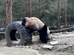 -都江堰中华大熊猫苑
