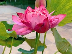 -莲花池公园