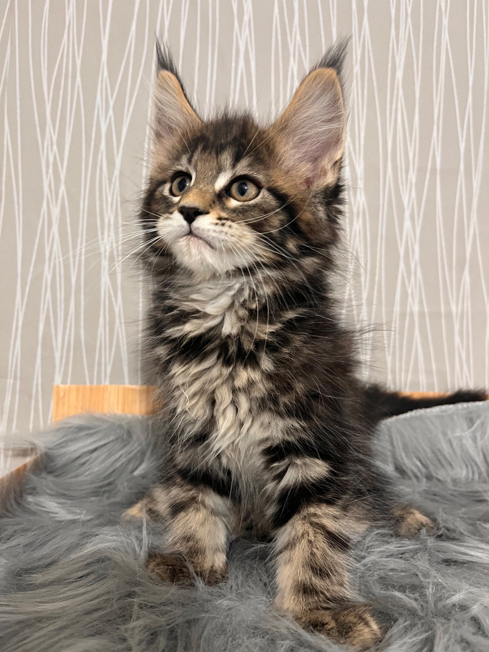 看我,迷人可爱的小猫咪,缅因猫