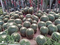 -石家庄市植物园