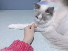 -喵的天空名猫咖啡馆·撸猫·猫舍·用品