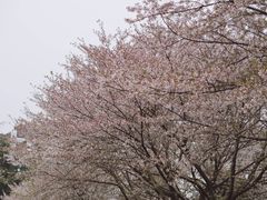 -武汉大学-樱园